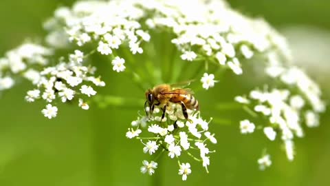 Hardworking little employees in a honey factory