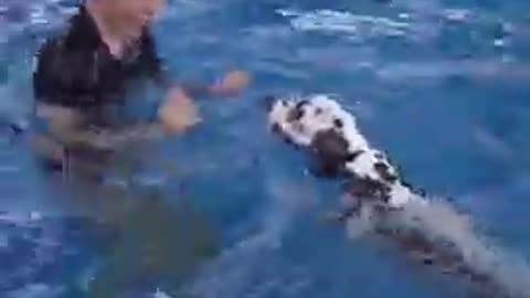 Dog enjoying in the Swiming pool | loyal dog