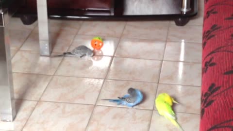My budgie Lizzye playing with her ball