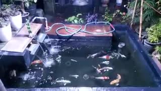 Koi fish pond