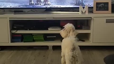 The dog saw the lion on the screen and ran away in fear. Viral video