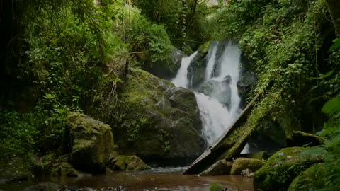 Beauty of Nature and Creature A Sensational Stress Release Video