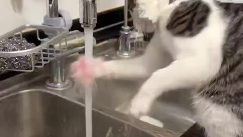 Kittens also like to play in water