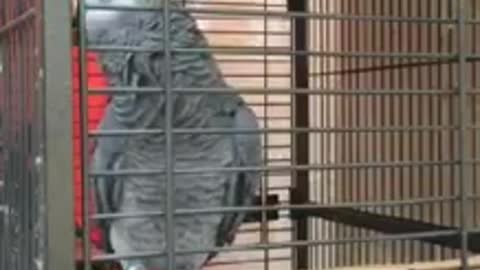 Funny Animal - Parrot who does not like the president of France