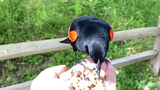 Majestic Video Footage of Hand-Feeding the Red-Winged Blackbird in Slow Motion