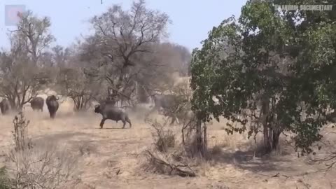 Buffalo Fight Liones