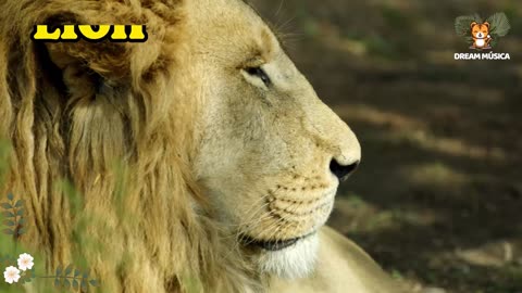 Animal sounds around us: Hyena, Elephant, Giraffe, Sheep, Hippo, Lion, Tiger - Animal videos