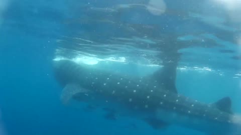 Whale Shark1