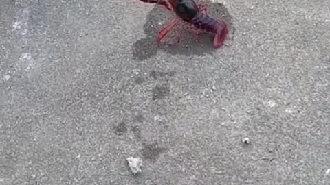 Cat 🆚 Lobster Funny video
