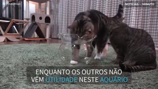 Gato descansa dentro de aquário de vidro