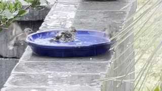 Playful Birds Splash Around in Rain Water