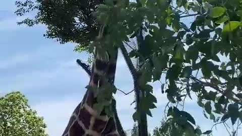 long neck gentleman