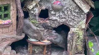 Mouse Family Explores Tiny Garden Village