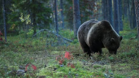 Finland Brown Bear ........1