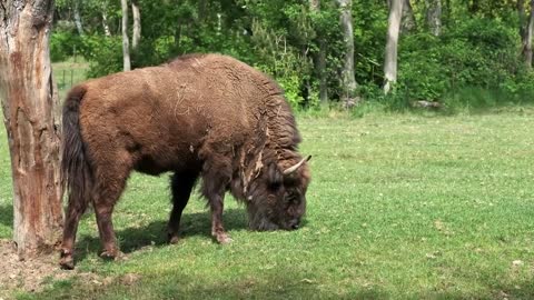An Incredibly Big Bison Grazing in the Field