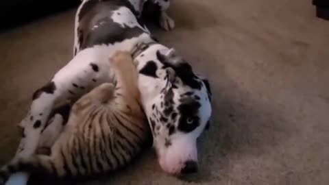 Funny fight between Dog and Baby Tiger