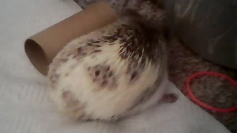 Funny hedgehog playing at home