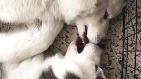 Are you cute by the crooked huskies?