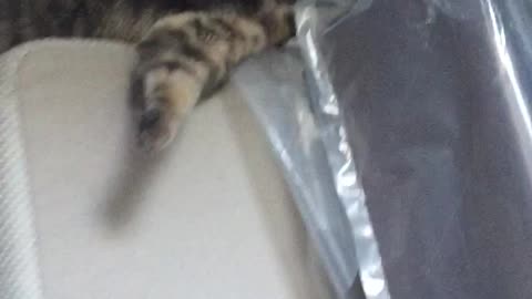 Sweet kitten gets stuck!