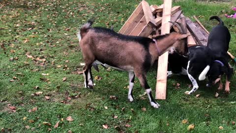 goats playing