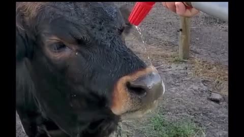 Rescued calves have a ball learning to drink