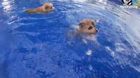 Train a dog to swim.
