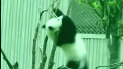 Funny animal video 2022