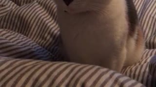 White cat in bed looking at piece of bread on plate