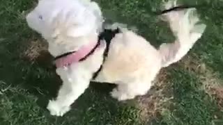 Dog standing in strong winds