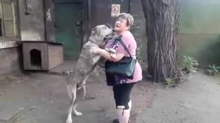 Perrito regresa a los brazos de mamá tras haber vagado durante años en la soledad de las calles