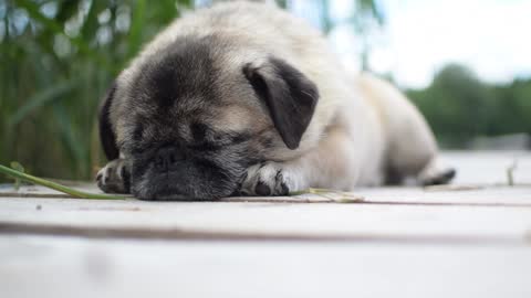 dog pug is sleep