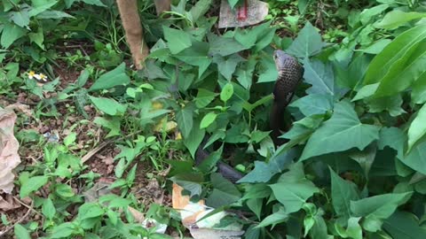 Two Brave Dogs Stare Down a Cobra