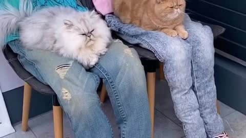 These Needy Cats Have Been Tricked Into Sitting On Fake Laps