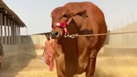 Nice and big cow