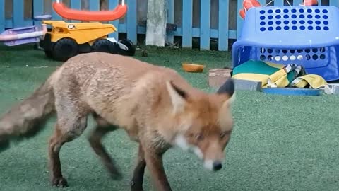 Family Saves Baby Fox And Reunites Him With Mom