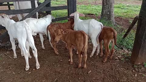 Hoje fechei o gado pra fazer o básico... vida de pecuarista!