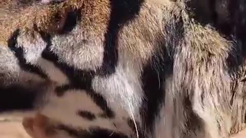 Can a tiger be groped as a cat?