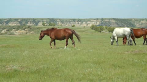 3 Horses Grazing on the Plains, Slow Motion