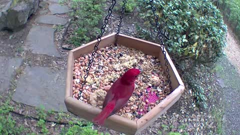 Bird sound like he has hiccups