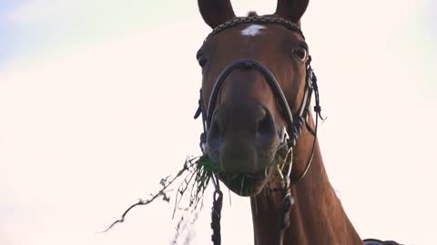 Funny look of a horse in the camera