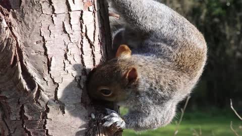 squirrel eating his nut meal on the tree ASMR