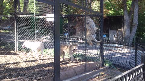 Wolves in the zoo doing parkour