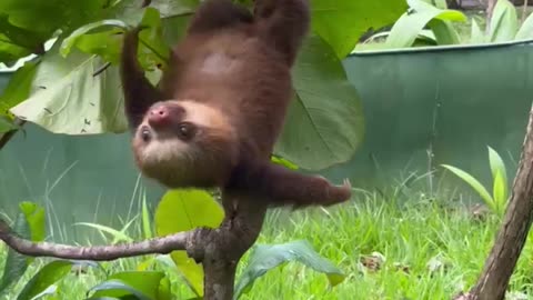 Baby Sloth Makes Adorable Noises