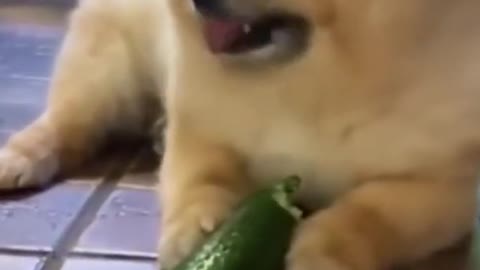 Cucumbers Scare The Life Out Of Cats