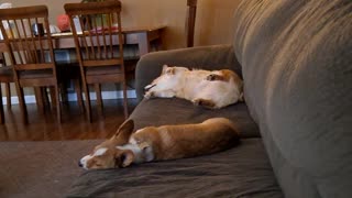 Corgis enjoying some peace