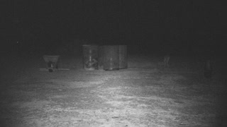 coyote vs skunk caught on trailcam