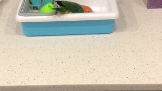 Jalapeño the White Bellied Parrot Drops Plastic Dishes