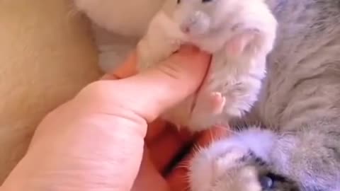 Cat and Hamster friendship😘 #short, #cat