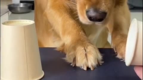 Funny dog video 🤣🤣