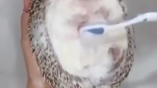 Bathing a hedgehog. Funny and clever animals. Nature.